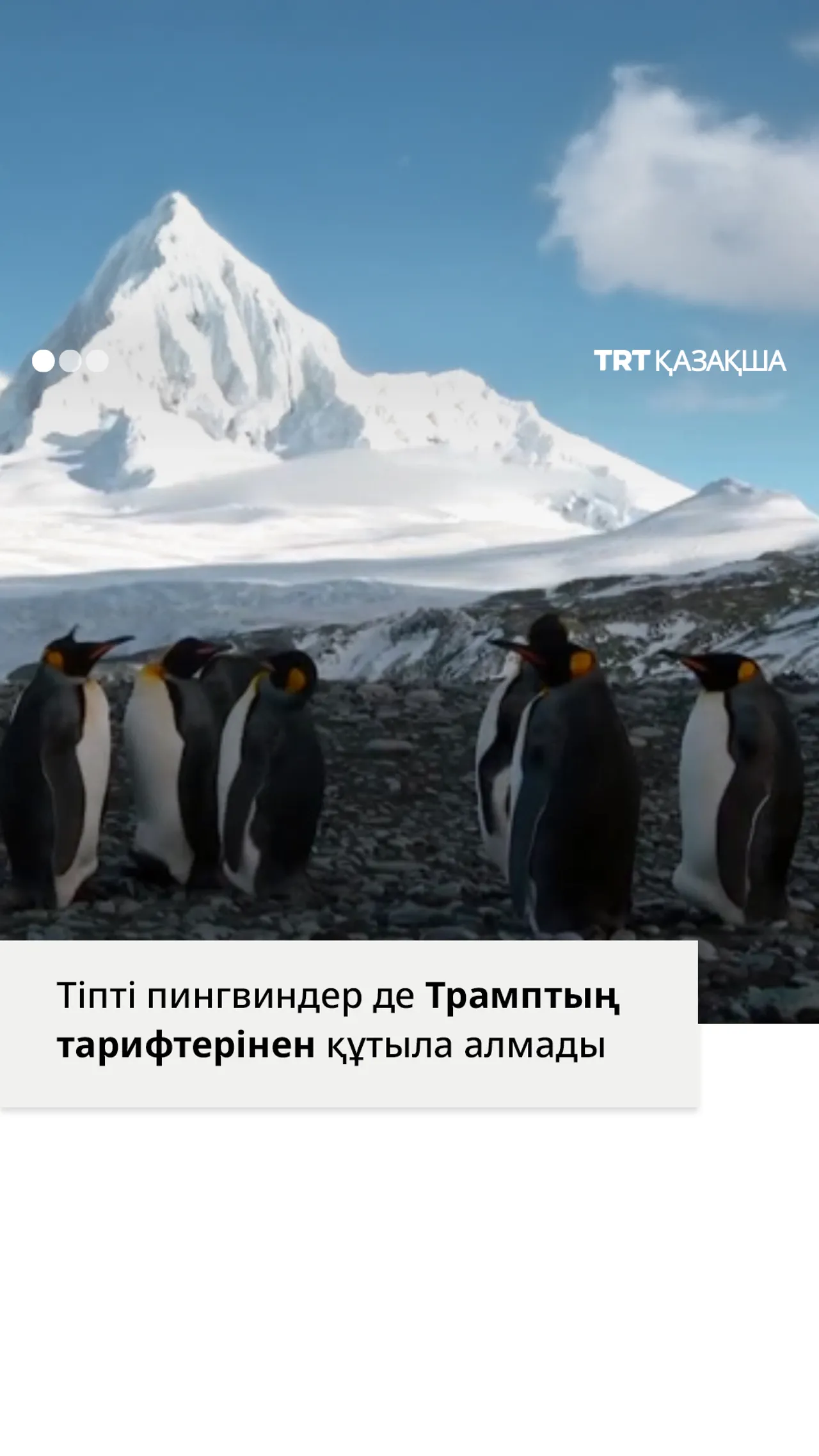 Тіпті пингвиндер де Трамптың тарифтерінен құтыла алмады